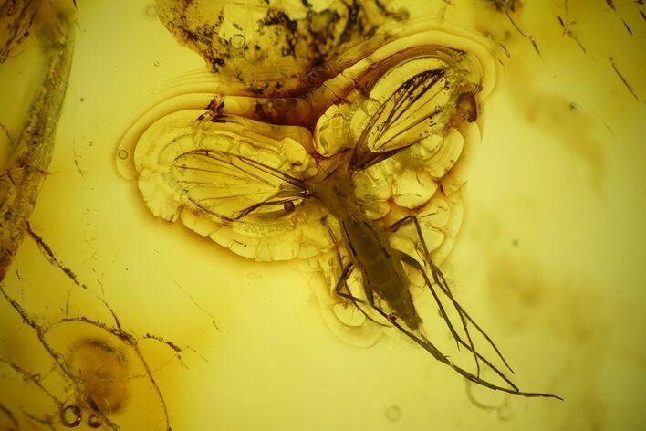 Fossil Fly (Diptera) and a Mite (Acari) in Baltic Amber #159830